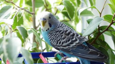 Yeşil bir ağaçta mavi muhabbet kuşu. Doğada papağan