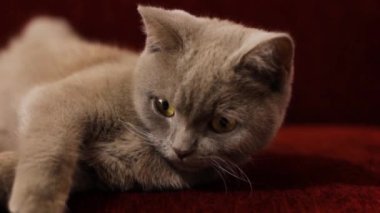 Güzel gri bir İngiliz kedisi bir şarap rengi kanepede dinleniyor. Kedi kül olmuş. Kedinin bordo burnu. Yumuşak hayvan