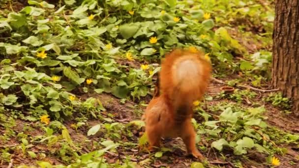 公园里的红松鼠把食物藏在洞里 松鼠供应食物 松鼠后视镜 — 图库视频影像