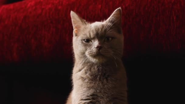 Beautiful Gray British Cat Resting Burgundy Sofa Cat Ashy Burgundy — Stock Video