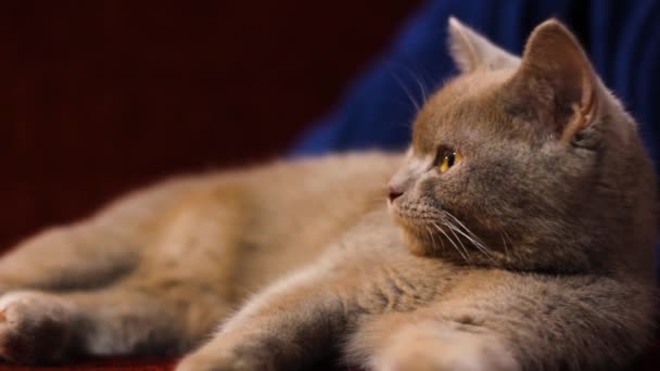 Красивая Серая Британская Кошка Отдыхает Бордовом Диване Кошка Пепельница Бургундский — стоковое видео