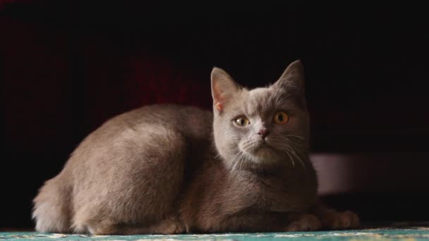 Hermoso Gato Británico Gris Nariz Gato Borgoña Mascota Suave — Vídeo de stock