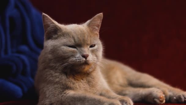 Piękny Szary Brytyjski Kot Spoczywa Burgundowej Kanapie Kot Jest Popielaty — Wideo stockowe