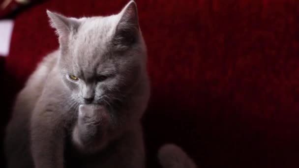 Video De Beau Chat Britannique Gris Repose Sur Canape Bordeaux Chat Est Par Amor7 C
