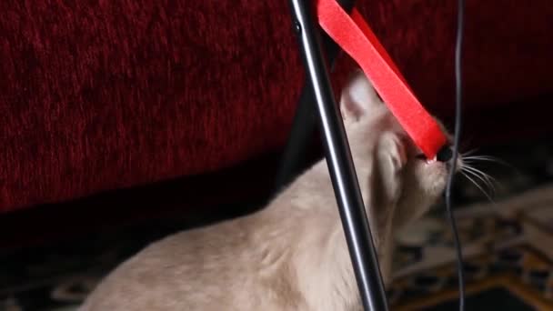 Beautiful Gray British Cat Being Played Burgundy Cat Nose Soft — Stock Video