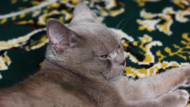 Piękny Szary Brytyjski Kot Burgundowy Nos Kota Miękkie Zwierzę — Wideo stockowe