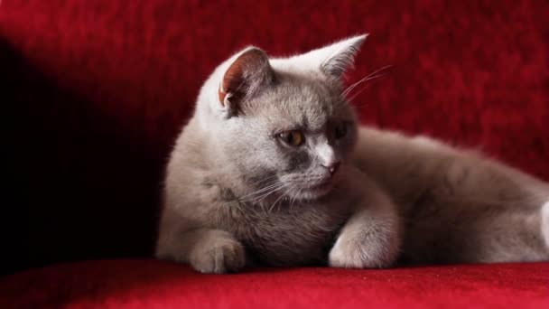 美しい灰色の英国の猫がバーガンディソファの上に休んでいます 猫は恥ずかしがり屋です 猫のバーガンディ鼻 柔らかいペット — ストック動画