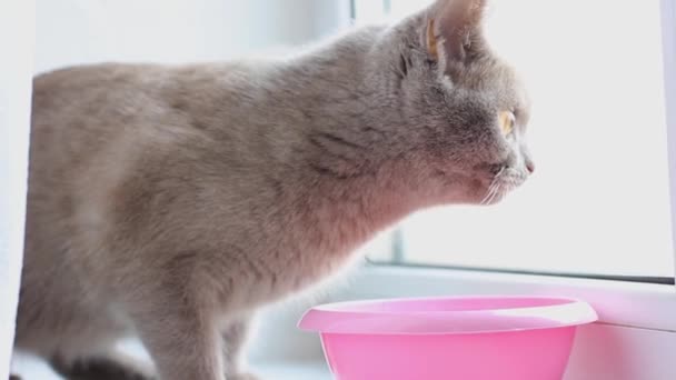 Belo Gato Britânico Cinzento Bebe Leite Nariz Gato Borgonha Animal — Vídeo de Stock