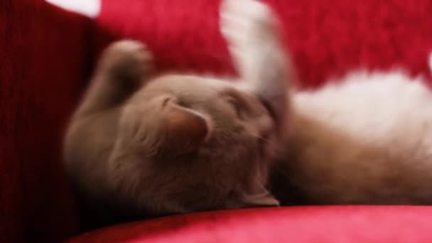 Beautiful Gray British Cat Resting Burgundy Sofa Cat Ashy Burgundy — Stock Video