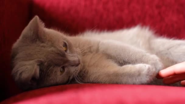 一只漂亮的灰色英国猫躺在一张勃艮第沙发上 这只猫很害羞 猫的勃艮第鼻子 软宠物 — 图库视频影像