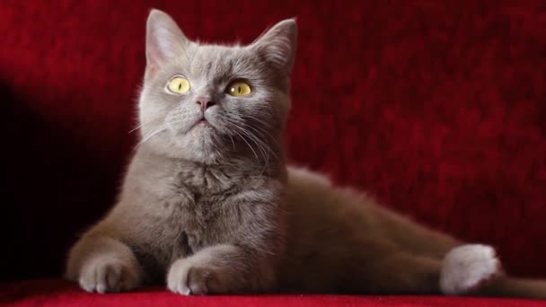 Beau Chat Britannique Gris Repose Sur Canapé Bordeaux Chat Est — Video