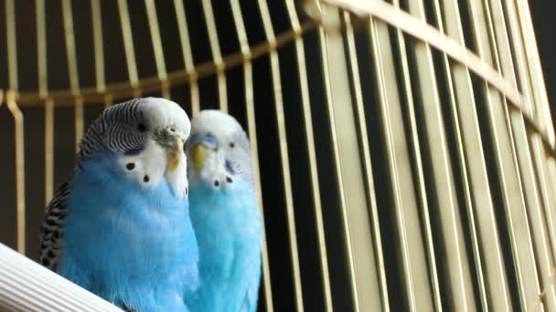 Två Vackra Undulater Bur Kärlek Mellan Papegojor Husdjur — Stockvideo