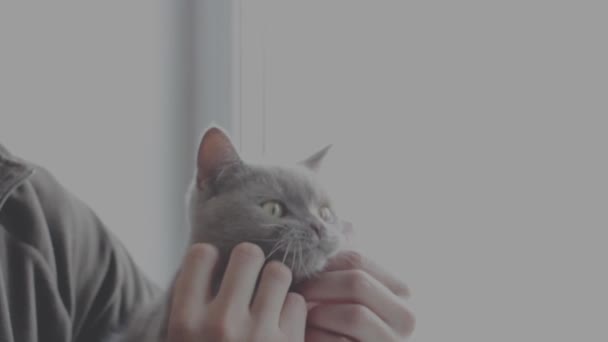Красивая Серая Британская Кошка Руках Погладь Кошку Бургундский Нос Мягкое — стоковое видео