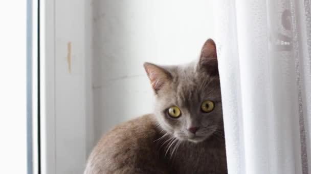 Hermoso Gato Británico Gris Alféizar Ventana Nariz Gato Borgoña Mascota — Vídeo de stock