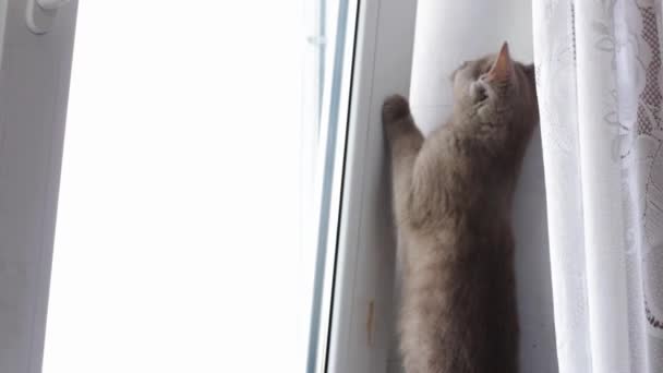 Krásná Šedá Britská Kočka Parapetu Burgundský Kočičí Nos Měkký Mazlíček — Stock video