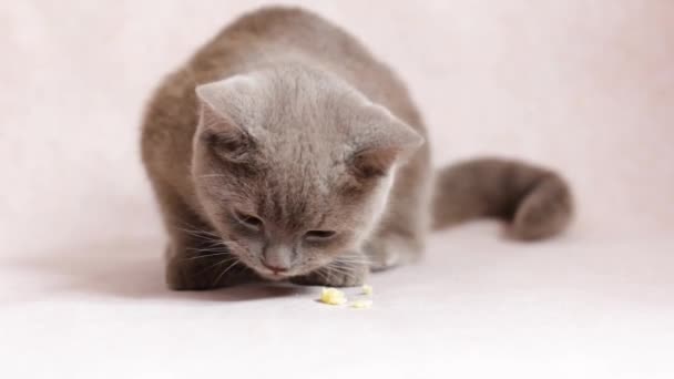 Hermoso Gato Británico Gris Está Comiendo Nariz Gato Borgoña Mascota — Vídeo de stock