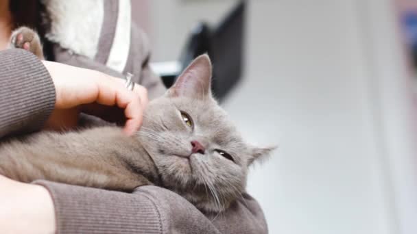 Beautiful Gray British Cat Her Arms Pet Cat Burgundy Cat — Stock Video