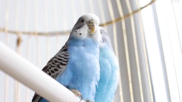 Dos Hermosos Periquitos Una Jaula Amor Entre Loros Mascotas — Vídeo de stock