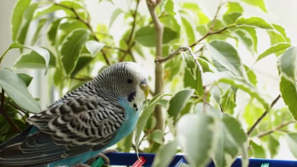 Buderigar Bleu Sur Arbre Vert Perroquet Dans Nature — Video