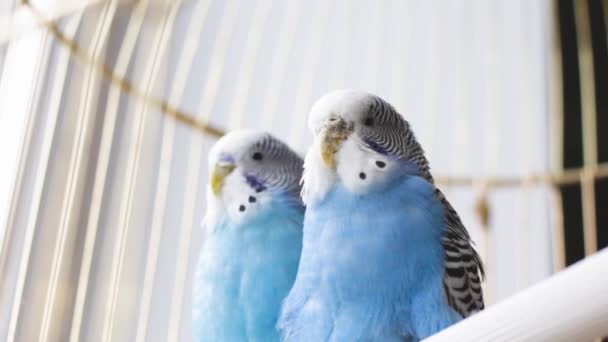 Dwie Piękne Papużki Klatce Miłość Między Papugami Zwierzęta Domowe — Wideo stockowe