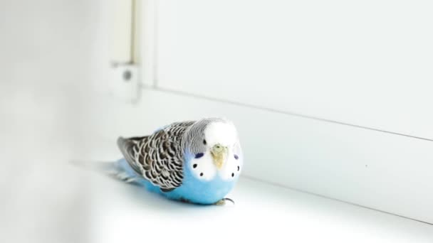 Budgerigar Azul Está Sentado Descansando Belo Animal Estimação Brilhante — Vídeo de Stock