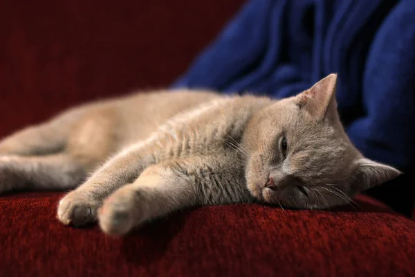 Lindo Gato Bonito Está Deitado Sofá Vermelho Gato Raça Pura — Fotografia de Stock