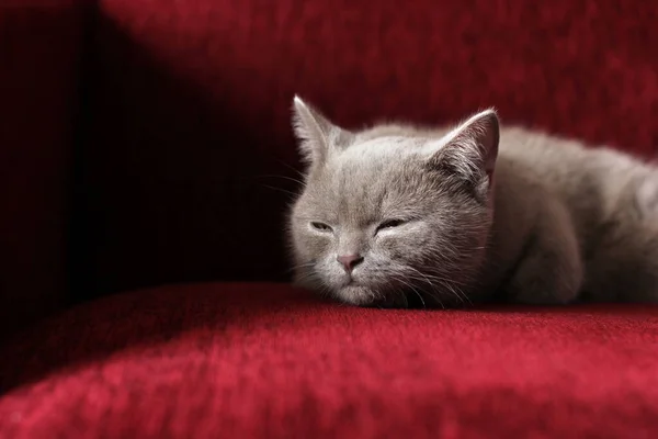 Lindo Gato Bonito Está Deitado Sofá Vermelho Gato Raça Pura — Fotografia de Stock