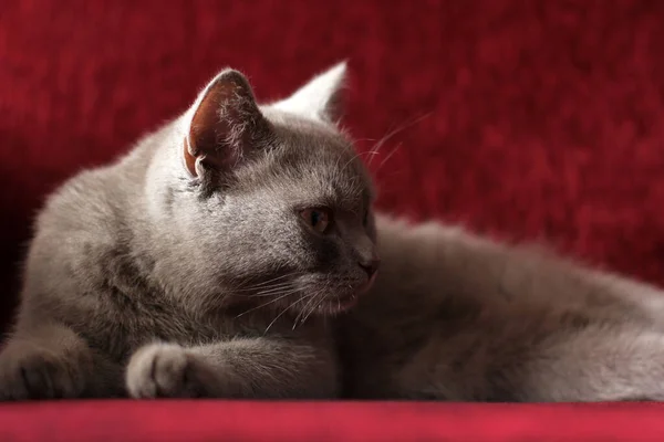 Lindo Gato Bonito Está Deitado Sofá Vermelho Gato Raça Pura — Fotografia de Stock