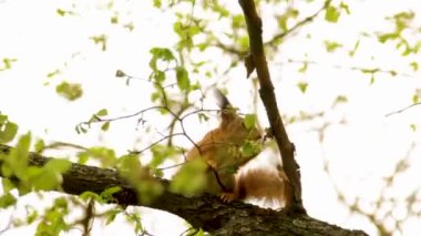 Parktaki kırmızı sincap. Bir sincap ceviz yer. Güzel kemirgen