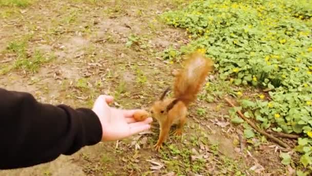 公园里的红松鼠松鼠从手上吃坚果 在公园里喂食漂亮的啮齿动物 — 图库视频影像
