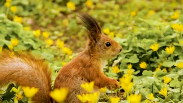 公园里的红松鼠松鼠吃核桃 漂亮的啮齿动物 — 图库视频影像
