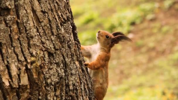 公园里的红松鼠松鼠爬上树 漂亮的啮齿动物 — 图库视频影像