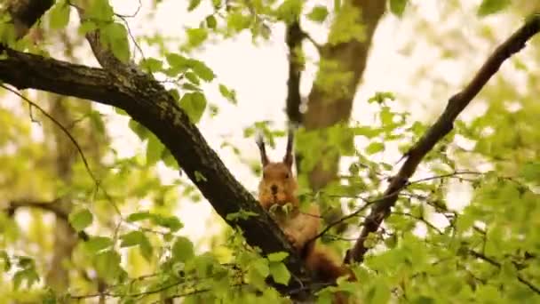 Rothörnchen Park Ein Eichhörnchen Frisst Eine Walnuss Schönes Nagetier — Stockvideo