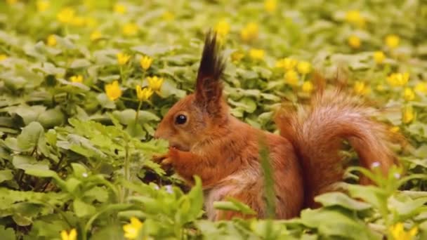 公園の赤いリス リスはクルミを食べる 美しいげっ歯類 — ストック動画