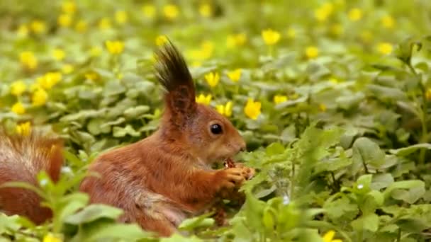 公园里的红松鼠松鼠吃核桃 漂亮的啮齿动物 — 图库视频影像