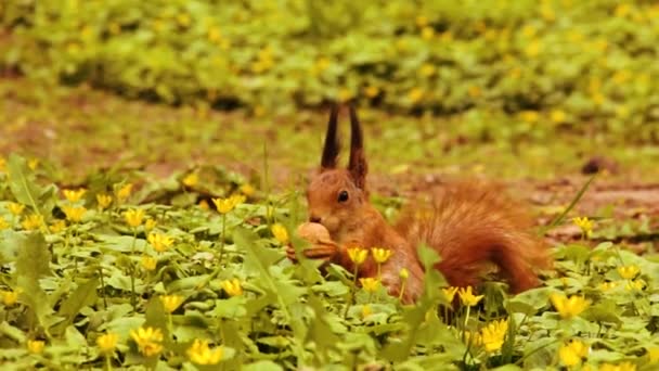 Rothörnchen Park Ein Eichhörnchen Frisst Eine Walnuss Schönes Nagetier — Stockvideo