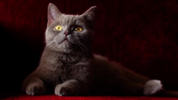 Beautiful Gray British Cat Bright Shine — Vídeo de stock