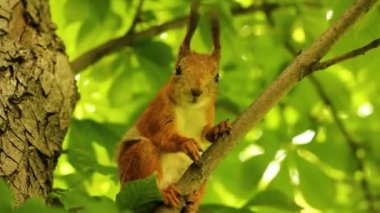 Squirrel. Rodent. The squirrel sits on a tree and eats. Beautiful red squirrel in the park