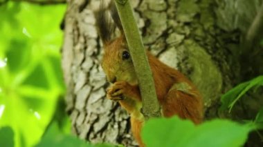 Squirrel. Rodent. The squirrel sits on a tree and eats. Beautiful red squirrel in the park