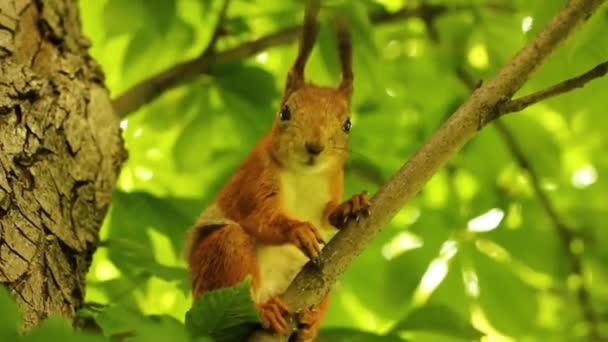 Squirrel Rodent Squirrel Sits Tree Eats Beautiful Red Squirrel Park — Vídeo de stock