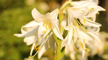 Bahçedeki Lily çiçekleri. Çiçek videosu