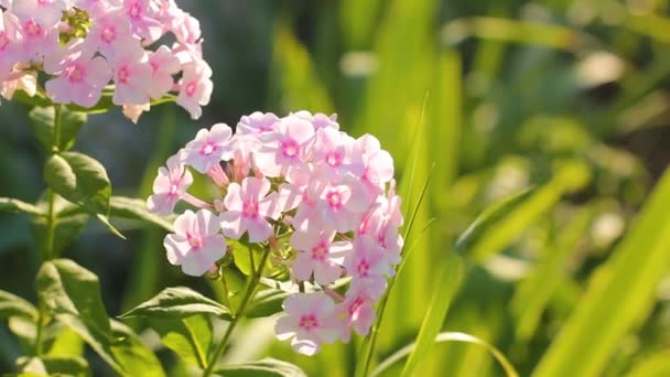 Flores Phlox Jardín Video Flores — Vídeo de stock