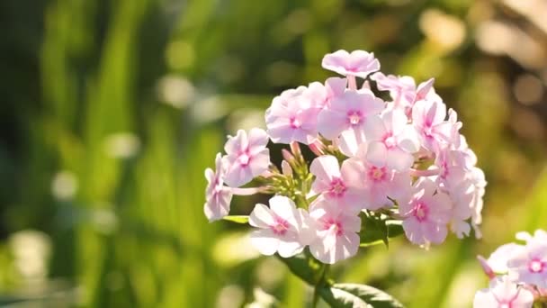 Flores Phlox Jardín Video Flores — Vídeo de stock