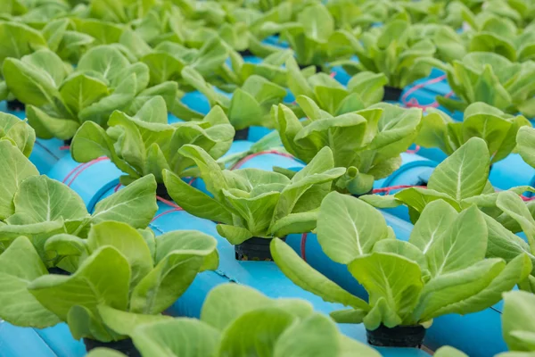 Marul hydroponic gruptaki