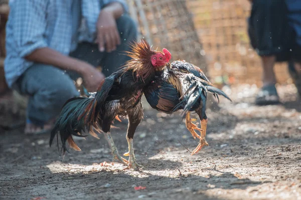 Tayland (tavuk) dövüş horozu