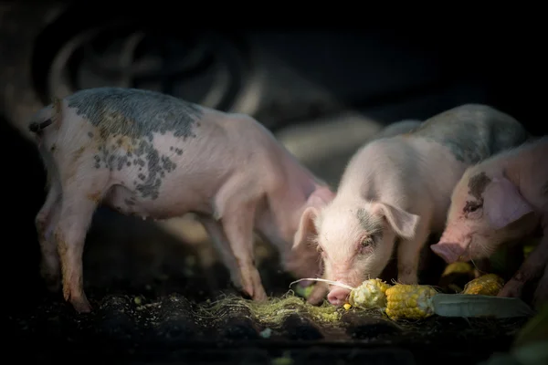 Pigs (piggies) taking foods in farm