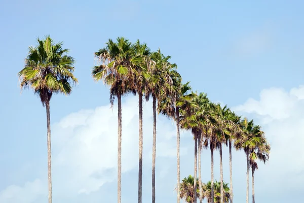 Palmbomen in een rij — Stockfoto