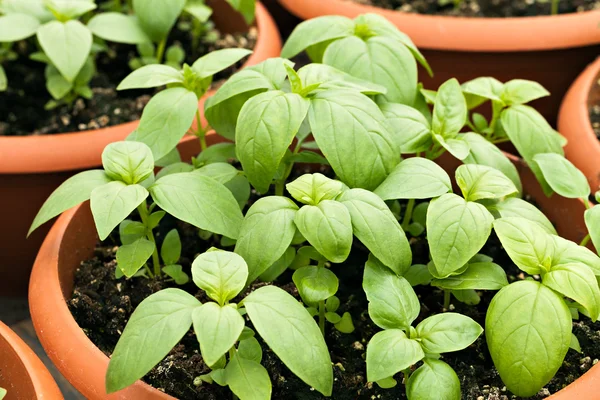 Potted Basil Plants — Stock Photo, Image