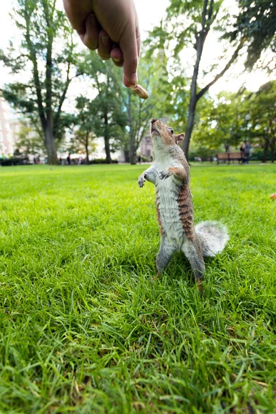 Feeding Wild Squirrel a Peanut — Stock Photo, Image
