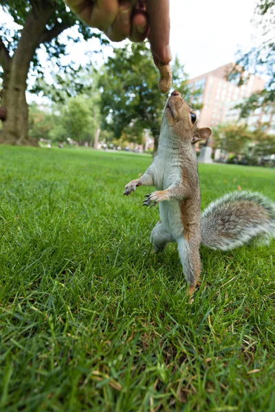 Nourrir un écureuil — Photo